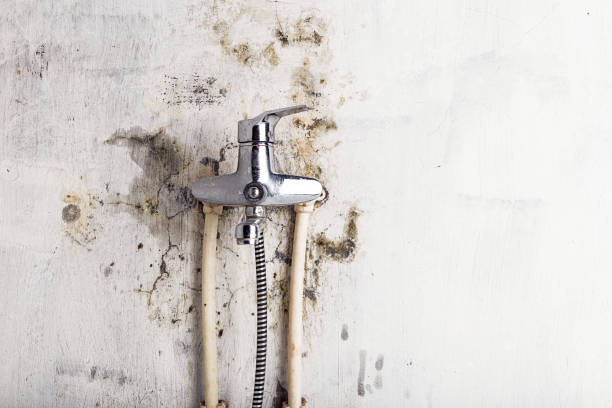 Best Affordable Mold Removal  in Manassas Park, VA