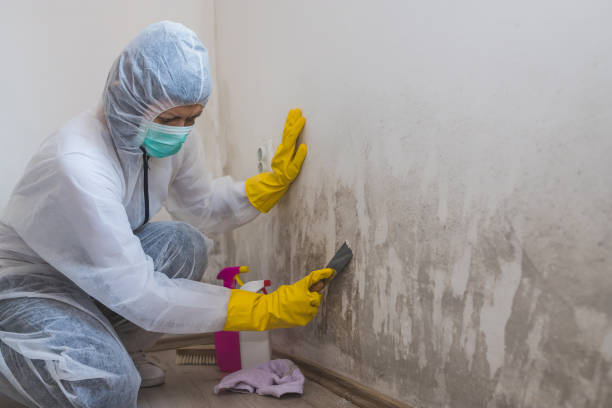 Best Same-Day Mold Removal  in Manassas Park, VA