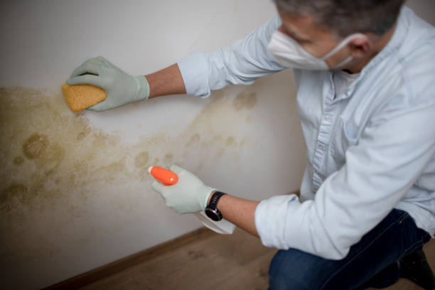 Best Fast Mold Removal  in Manassas Park, VA