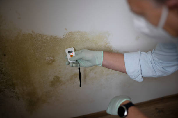 Best Professional Mold Removal  in Manassas Park, VA