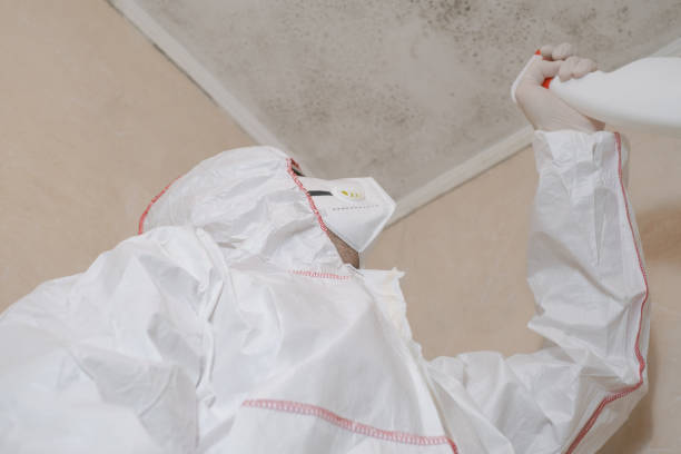 Best Home Mold Removal  in Manassas Park, VA