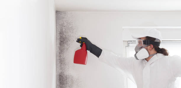 Best Crawl Space Mold Removal  in Manassas Park, VA