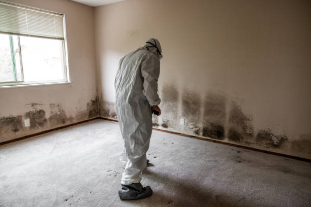 Best Mold Removal and Inspection  in Manassas Park, VA